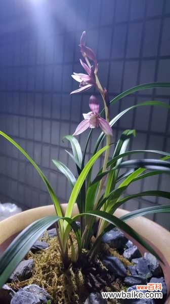 兰花盆景的制作方法