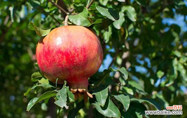 石榴花的盆景制作方法