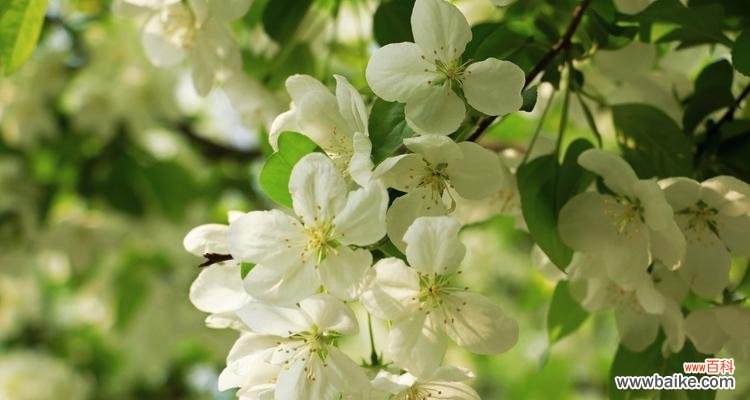 海棠花的美丽故事及其象征意义 海棠花