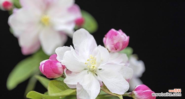 海棠花的美丽故事及其象征意义 海棠花