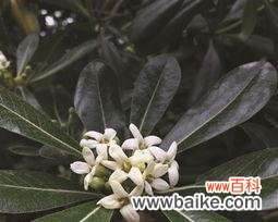 用花语感受海桐花的意义 海桐花的花语——美丽与希望