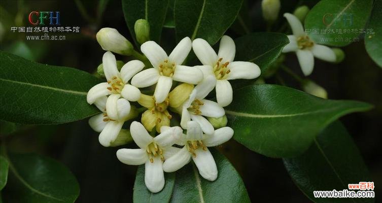 用花语感受海桐花的意义 海桐花的花语——美丽与希望