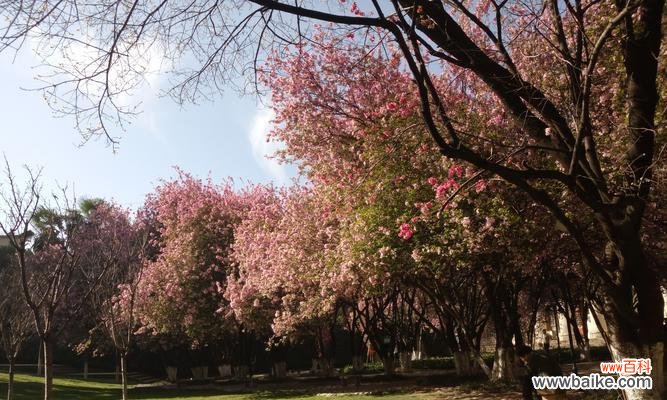 百年树人——海棠树的伟大寓意 海棠树的象征意义