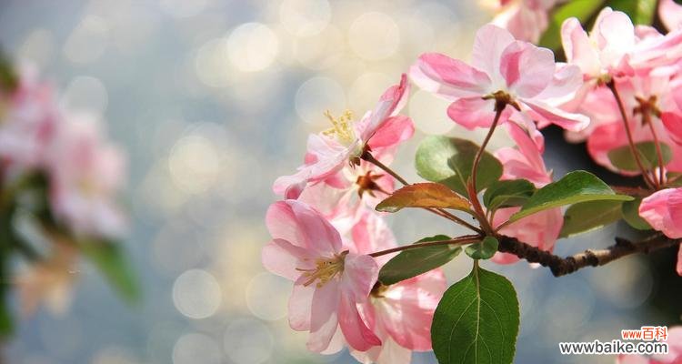 百年树人——海棠树的伟大寓意 海棠树的象征意义