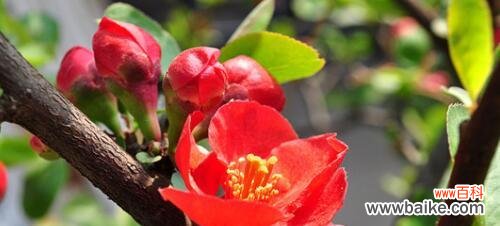 四季海棠的花语与寓意 四季海棠