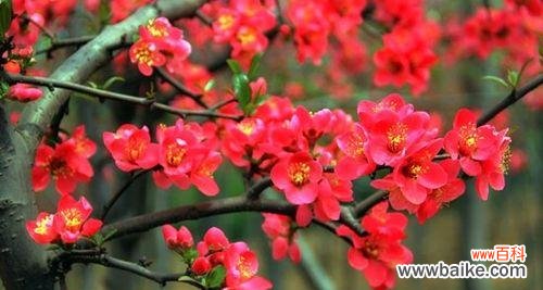 四季海棠的花语与寓意 四季海棠