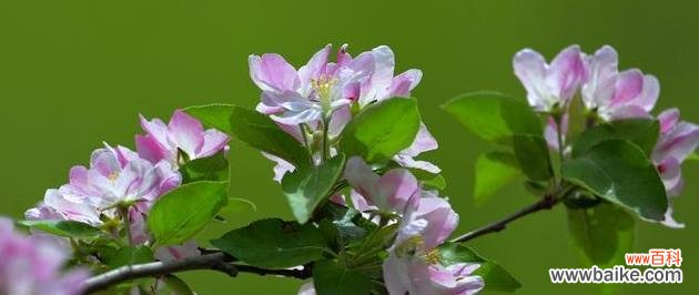 探索海棠花的内涵与寓意 海棠花的象征意义与花语