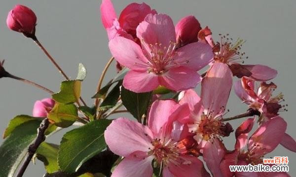 探索海棠花的内涵与寓意 海棠花的象征意义与花语