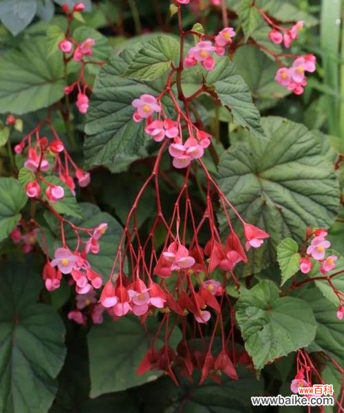 品格映照 海棠花