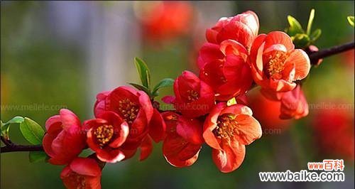 品格映照 海棠花