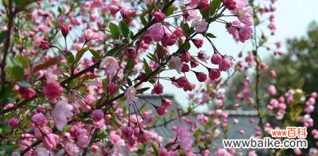 美丽绽放深邃含义 海棠花的寓意与意义