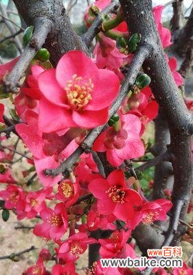 美丽绽放深邃含义 海棠花的寓意与意义