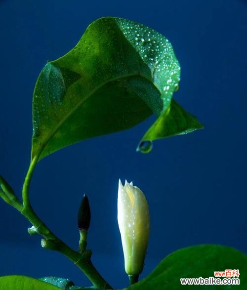 揭秘含笑花的花语与传说 含笑花