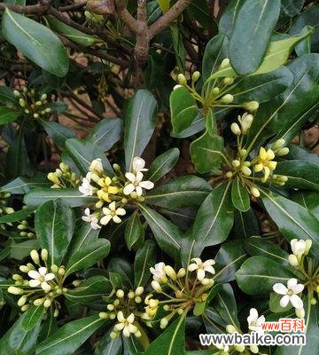 探寻海桐树美丽背后的深意 海桐树的寓意与启示