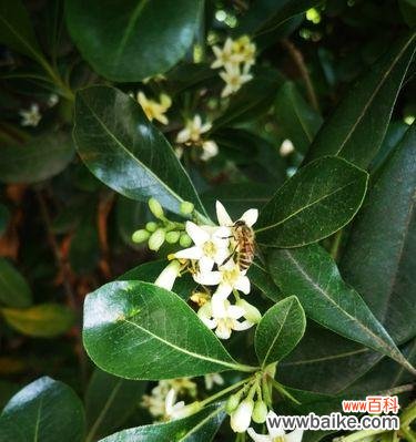 探寻海桐树美丽背后的深意 海桐树的寓意与启示