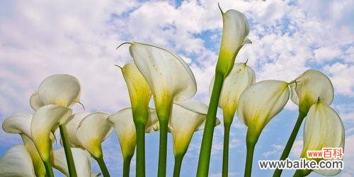 揭秘海芋花的神秘语言 海芋花的花语与意义