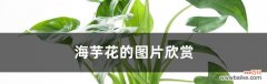 追求真爱与勇敢表达的象征 海芋花的花语与寓意