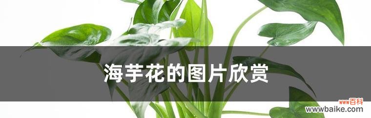 追求真爱与勇敢表达的象征 海芋花的花语与寓意