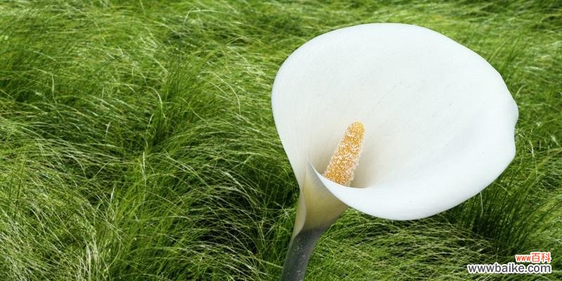 探索海芋花语的起源与意义 海芋的传说