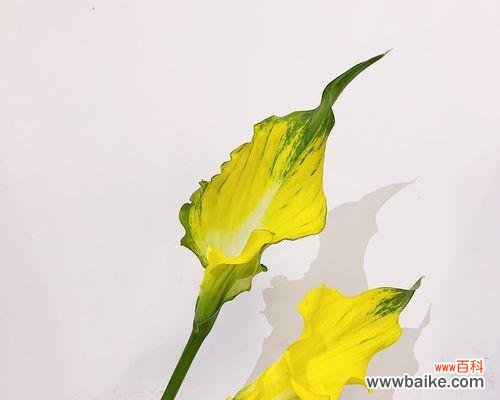 探索海芋花语的起源与意义 海芋的传说