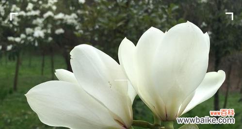 寓意深远的笑容之花 含笑花