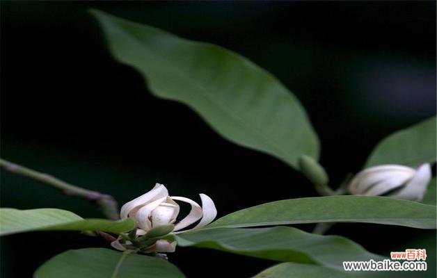 探索微笑的神秘力量 含笑花花语