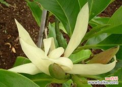 探索微笑的神秘力量 含笑花花语