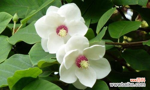 用微笑点亮生活 含笑花的传说——快乐的力量