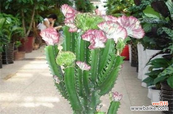 家里养龙骨到底好不好?有除煞转运的风水效果