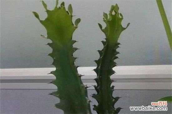 家里养龙骨到底好不好?有除煞转运的风水效果