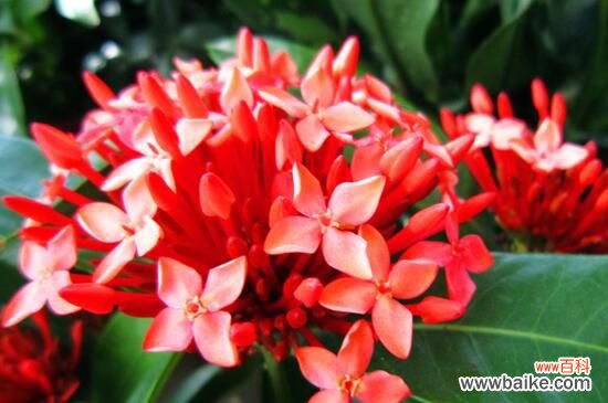 龙骨花怎么繁殖？龙骨花多选用扦插繁殖