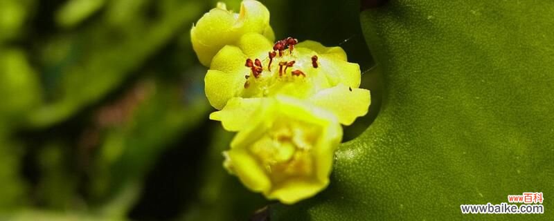 龙骨开花吗?促使龙骨开花技巧