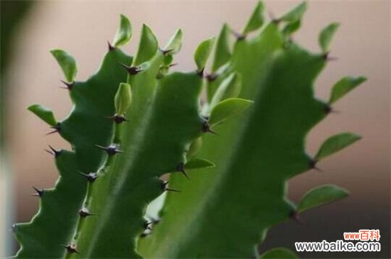 龙骨花有毒吗?龙骨花汁液有毒