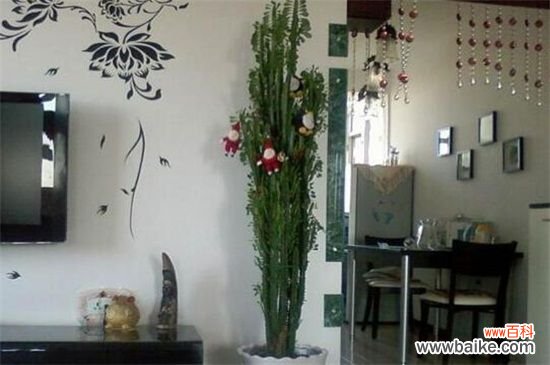 龙骨花有毒吗?龙骨花汁液有毒