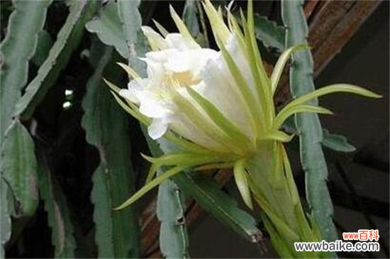 龙骨花叶子发黄怎么办？五种方法教你对症下药