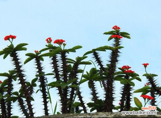 过于高大 龙骨花为什么不能养？浑身是刺汁液有毒