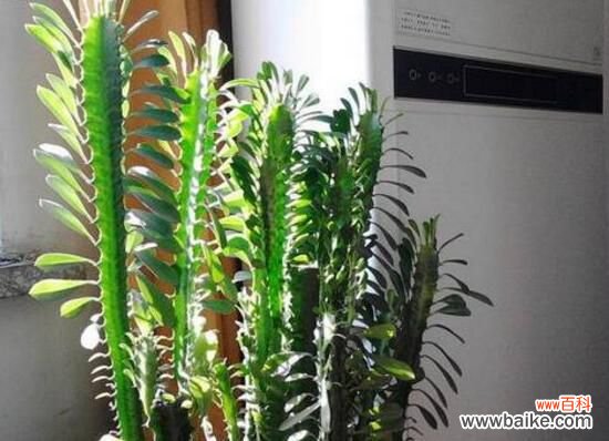 过于高大 龙骨花为什么不能养？浑身是刺汁液有毒