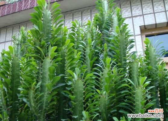 过于高大 龙骨花为什么不能养？浑身是刺汁液有毒