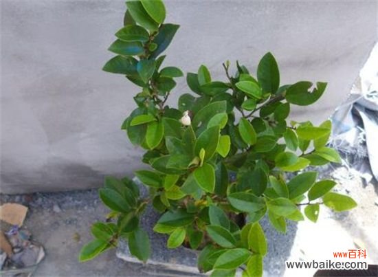 含笑花一年开几次花?含笑花花期在3~5月/一年开2次