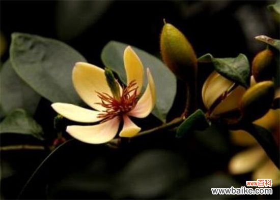 含笑花一年开几次花?含笑花花期在3~5月/一年开2次