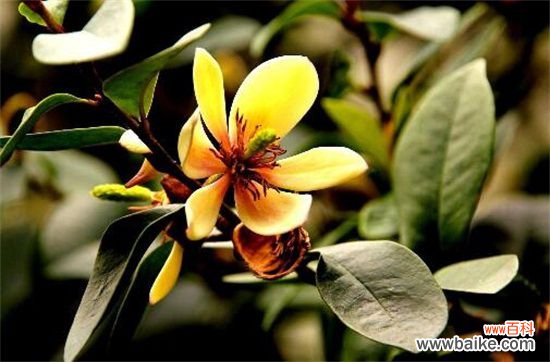 含笑花一年开几次花?含笑花花期在3~5月/一年开2次