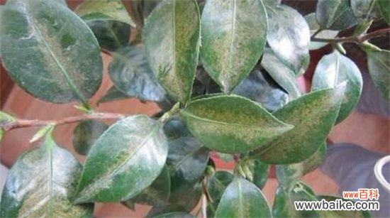 含笑花一年开几次花?含笑花花期在3~5月/一年开2次