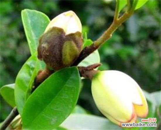 含笑花一年开几次花?含笑花花期在3~5月/一年开2次