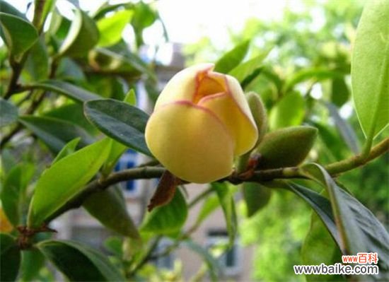 含笑花一年开几次花?含笑花花期在3~5月/一年开2次