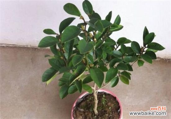 含笑花一年开几次花?含笑花花期在3~5月/一年开2次