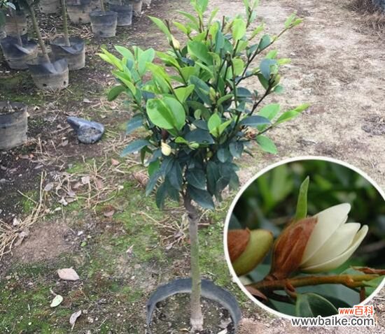 含笑花能养在室内吗？不能/散发香气影响健康