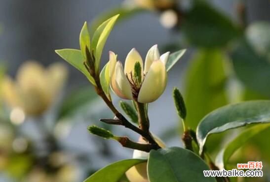 含笑花能养在室内吗？不能/散发香气影响健康