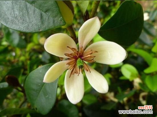 含笑花能养在室内吗？不能/散发香气影响健康