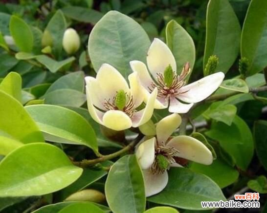 含笑花能养在室内吗？不能/散发香气影响健康