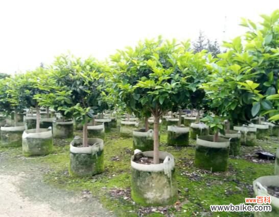 含笑花能养在室内吗？不能/散发香气影响健康